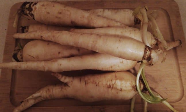 Raw Chicory Roots